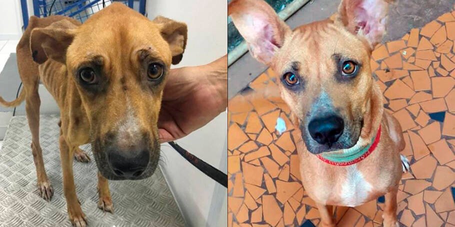 Antes e Depois 1